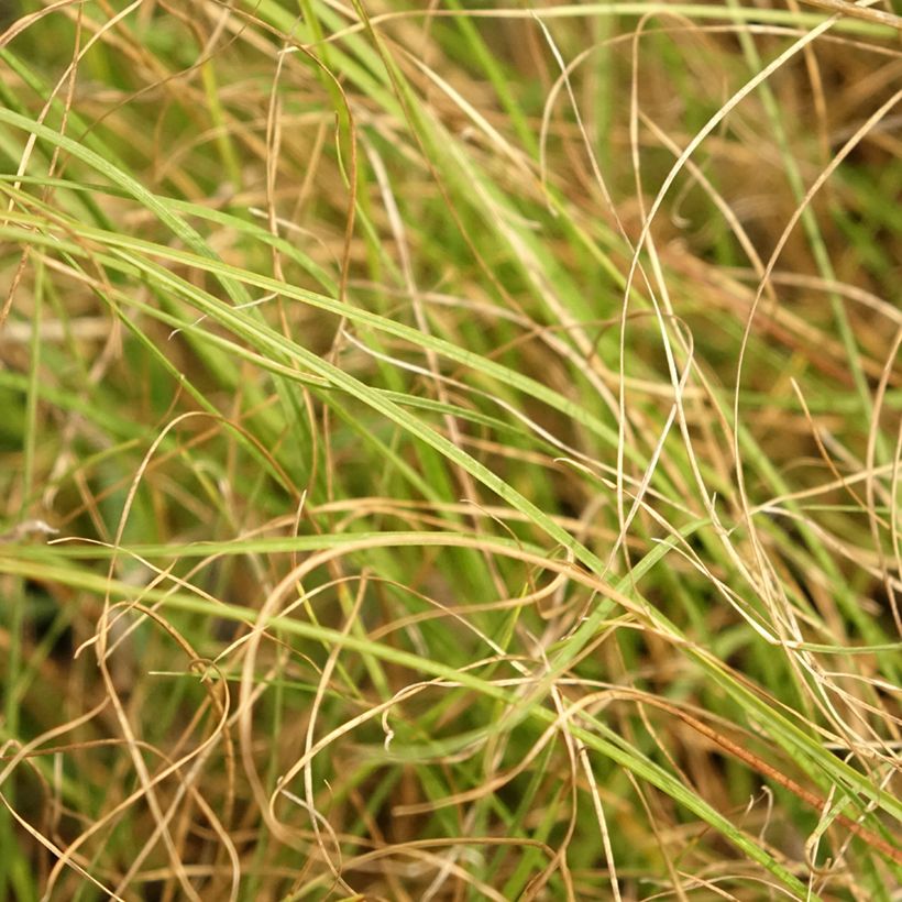 Sporobolus heterolepis Cloud (Folhagem)