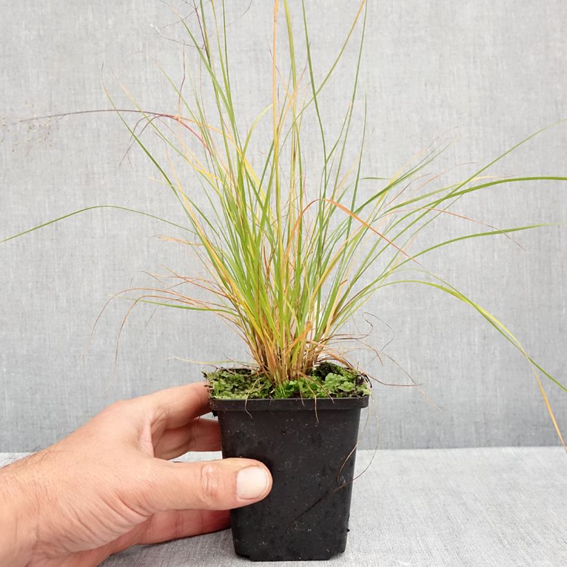 Amostra de Sporobolus heterolepis Cloud Vaso de 8/9 cm tal como entregue no outono