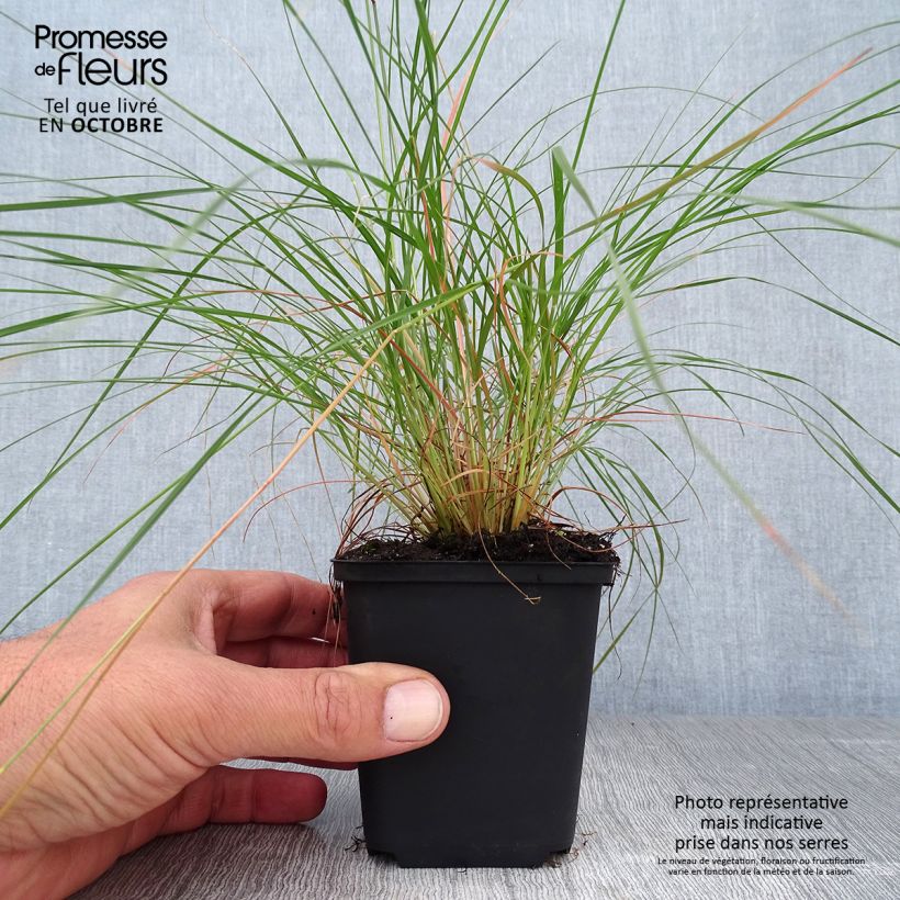 Amostra de Sporobolus heterolepis Vaso de 8/9 cm tal como entregue no outono