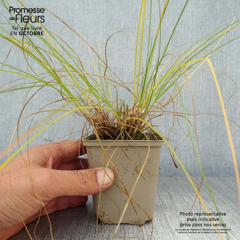 Amostra de Sporobolus heterolepis Wisconsin Strain Vaso de 8/9 cm tal como entregue no outono