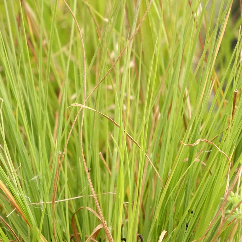 Sporobolus heterolepis Wisconsin Strain (Folhagem)
