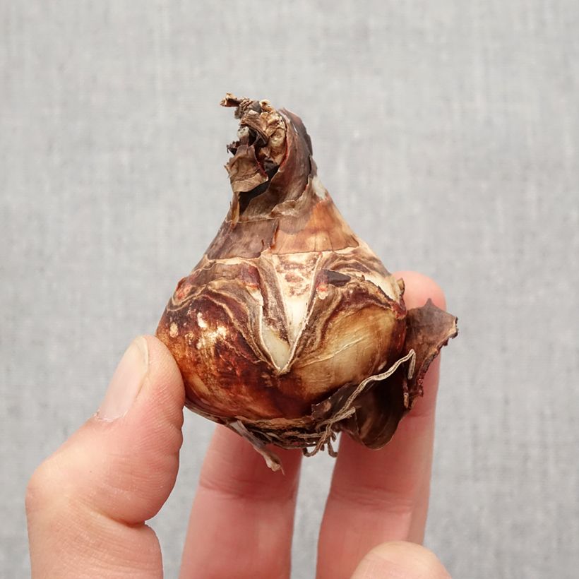 Amostra de Sprekelia formosissima - Lis de St Jacques Bulbe Kaliber/Größe 16+ tal como entregue na primavera