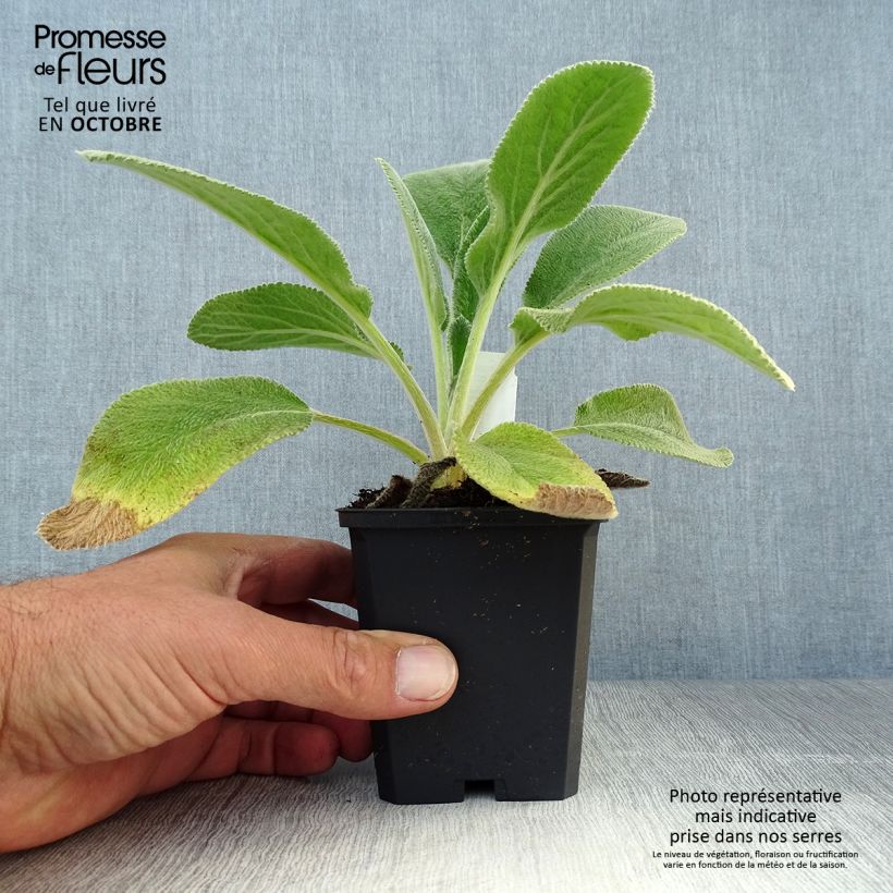 Amostra de Stachys byzantina Big Ears Vaso de 8/9 cm tal como entregue no outono