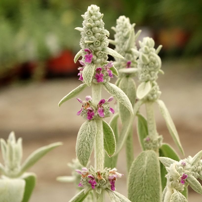 Stachys byzantina Big Ears (Floração)