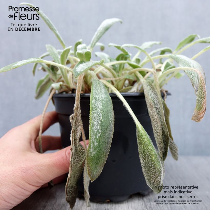 Amostra de Stachys byzantina Vaso de 2 L/3 L tal como entregue no outono