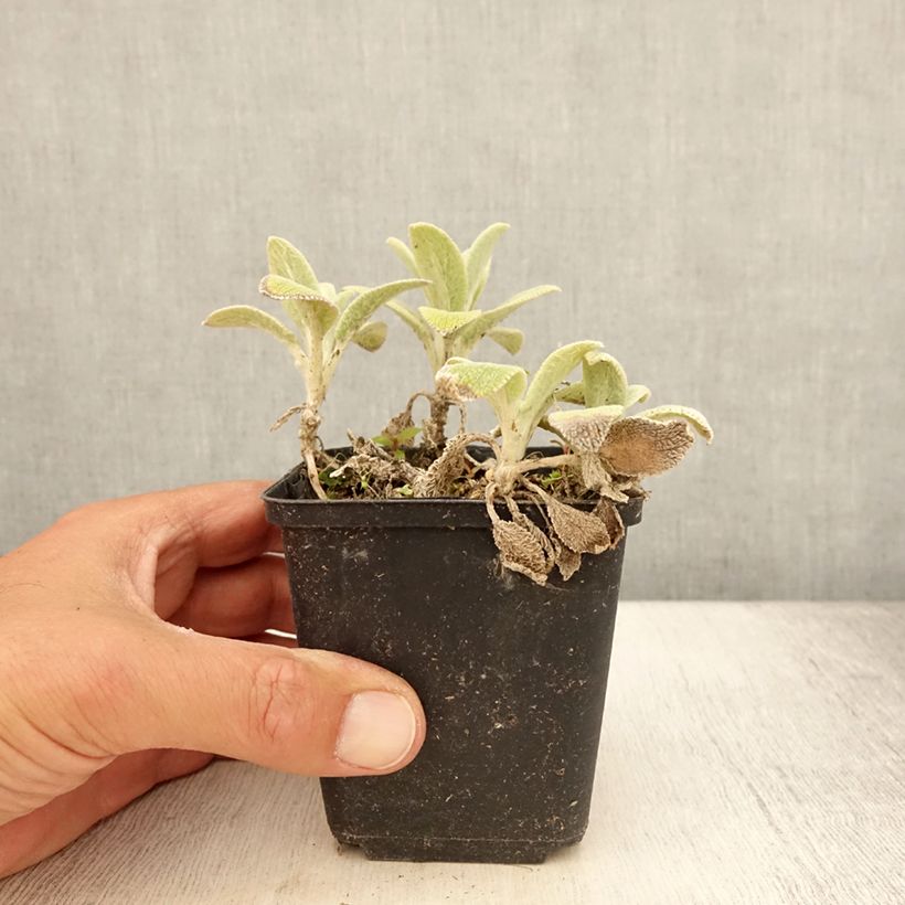 Amostra de Stachys byzantina Silver Carpet Vaso de 8/9 cm tal como entregue no verão