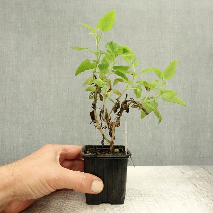 Amostra de Stachys coccinea - Betónica Vaso de 8/9 cm tal como entregue no outono