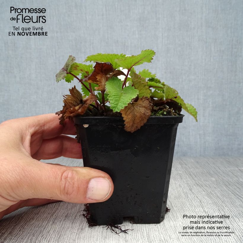 Amostra de Stachys grandiflora Superba Vaso de 8/9 cm tal como entregue no outono