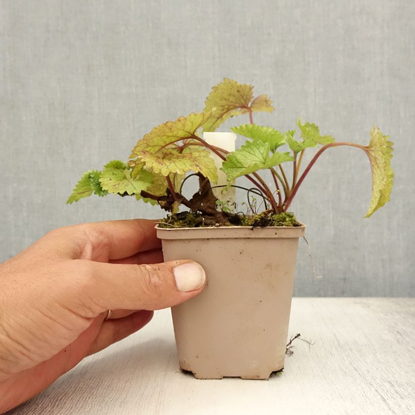 Amostra de Stachys grandiflora Superba Vaso de 8/9 cm tal como entregue no verão