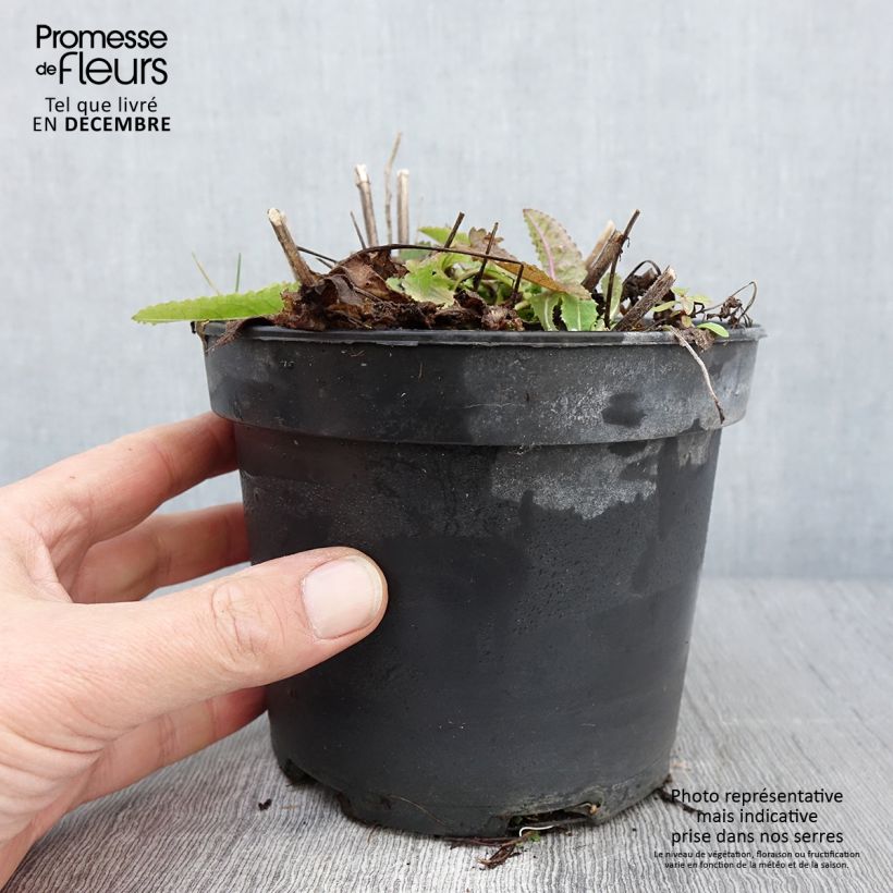 Amostra de Stachys monieri Hummelo Vaso de 2 L/3 L tal como entregue no outono