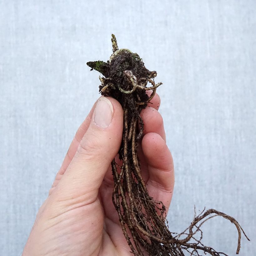 Amostra de Stachys monieri Hummelo - Epiaire Raízes nuas tal como entregue no inverno