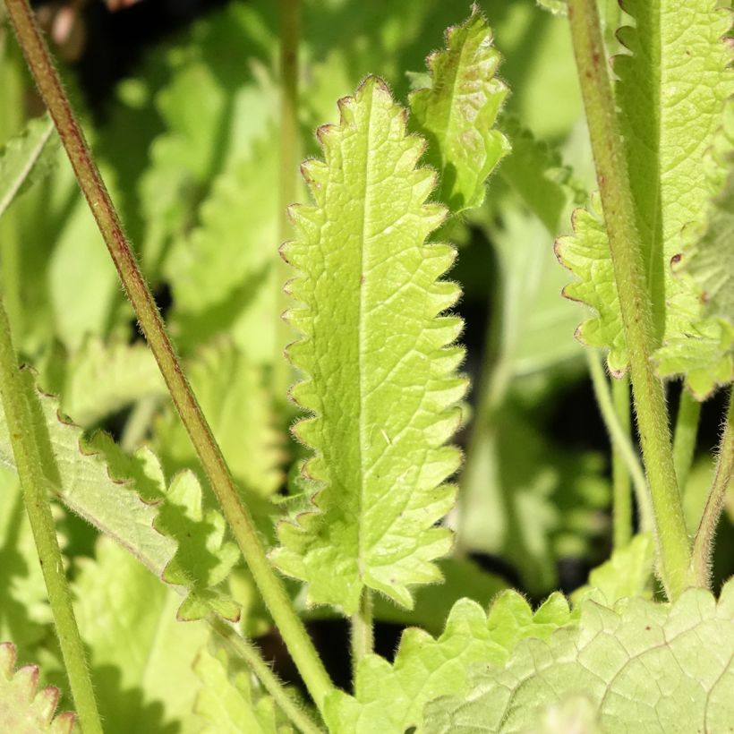 Stachys monieri Rosea (Folhagem)