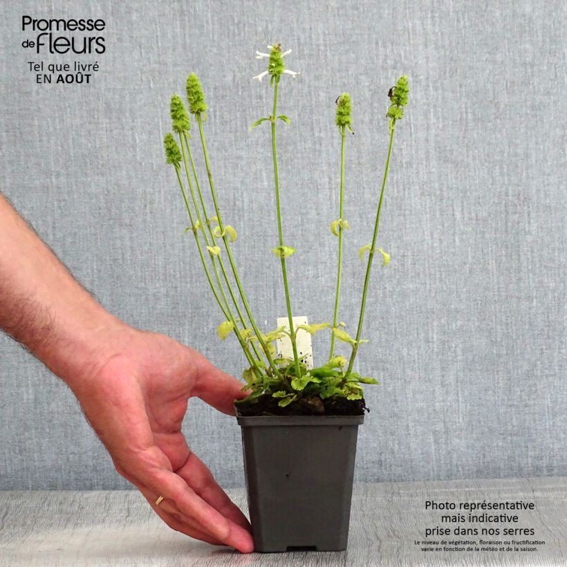Amostra de Stachys officinalis Alba Vaso de 8/9 cm tal como entregue no verão