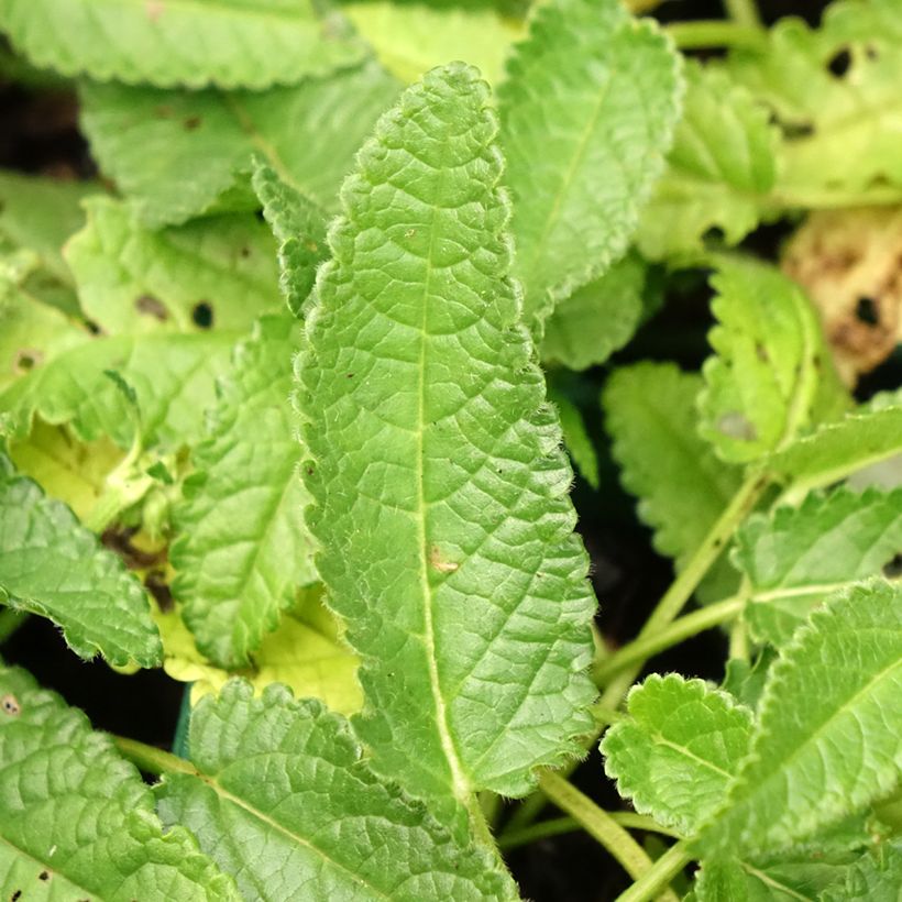 Stachys officinalis Alba (Folhagem)