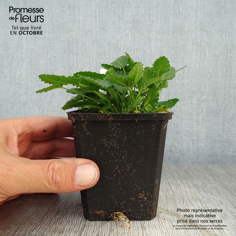 Amostra de Stachys officinalis Vaso de 8/9 cm tal como entregue no outono