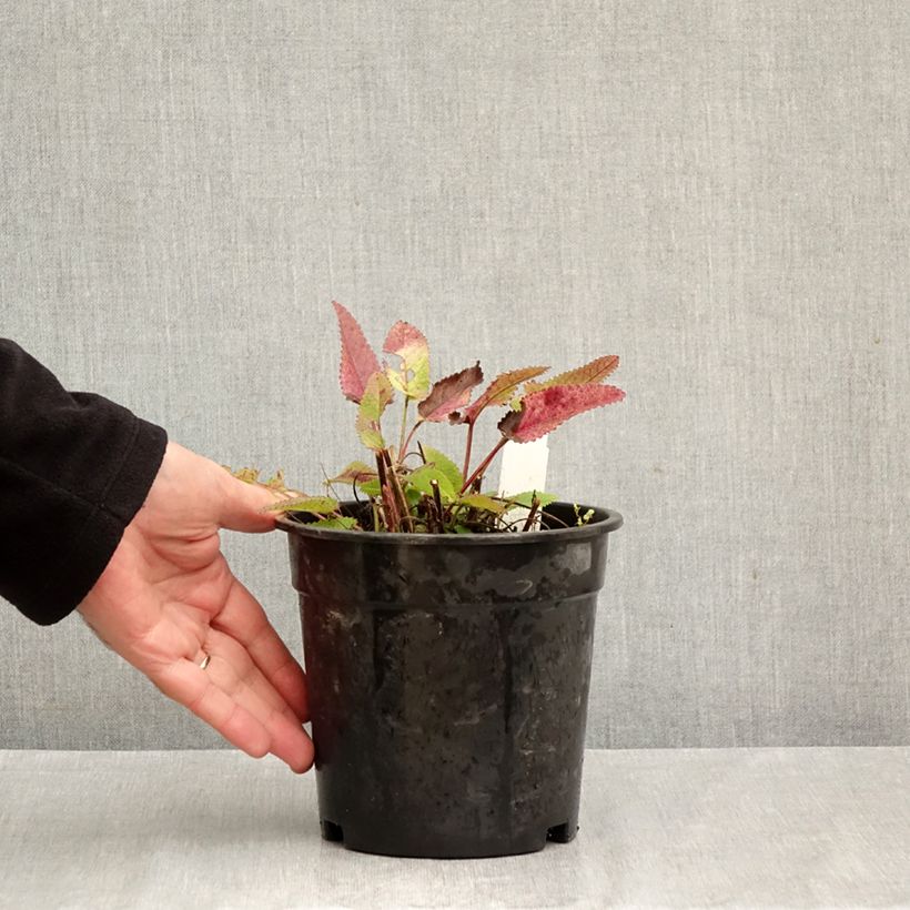 Amostra de Stachys officinalis Pink Cotton Candy Vaso de 2 L/3 L tal como entregue no outono