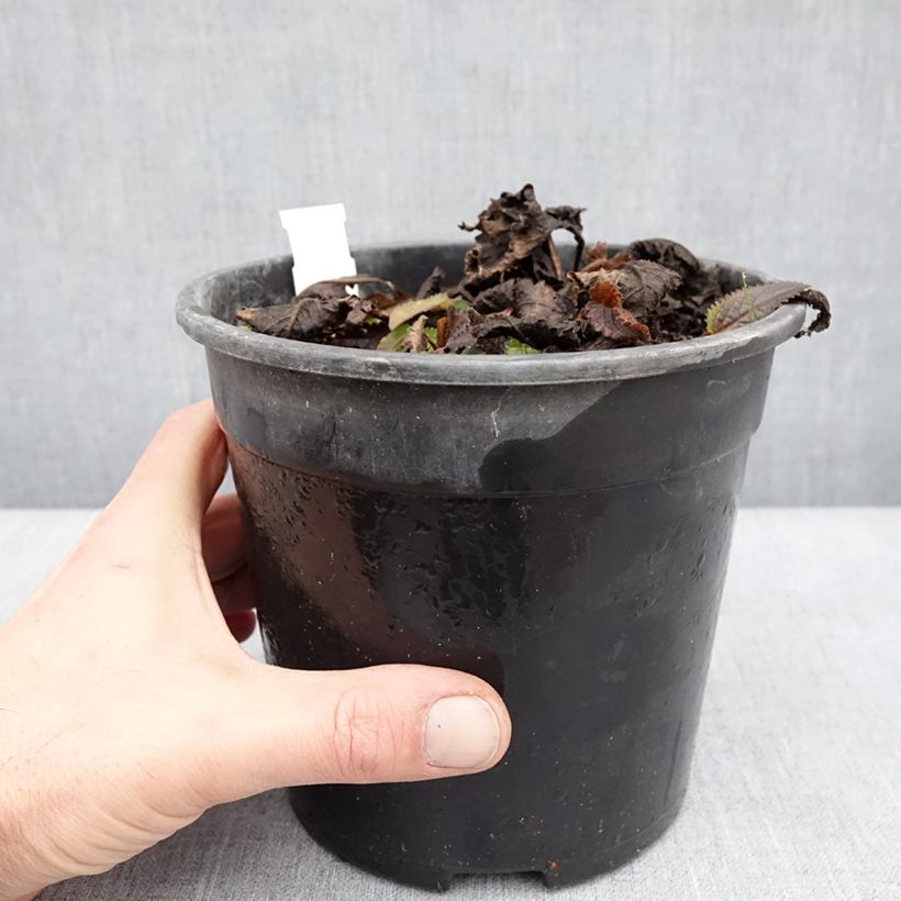 Amostra de Stachys officinalis Pink Cotton Candy - Bétoine officinale Vaso de 2 L/3 L tal como entregue no inverno