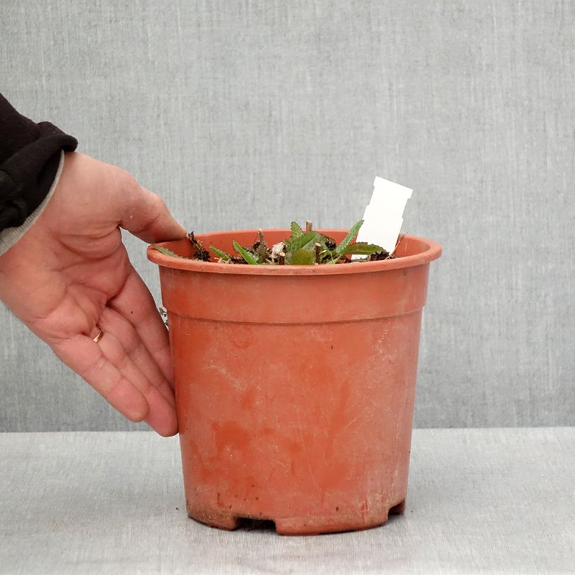 Amostra de Stachys officinalis Pink Cotton Candy Vaso de 2 L/3 L tal como entregue na primavera