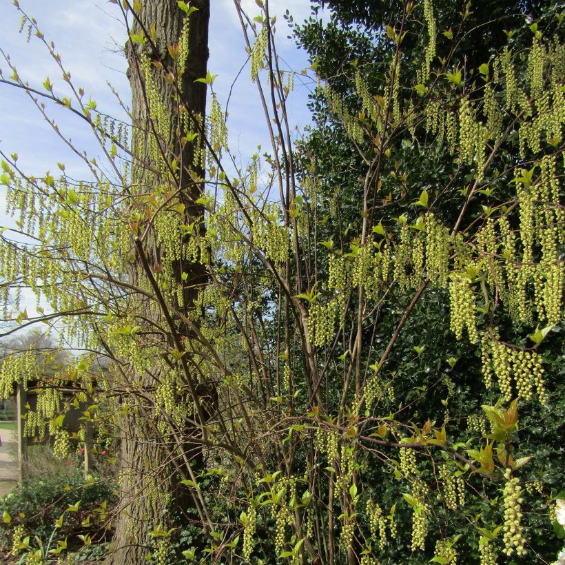 Stachyurus chinensis Celina (Hábito)