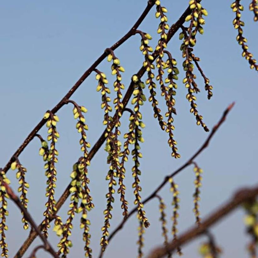 Stachyurus chinensis Celina (Floração)