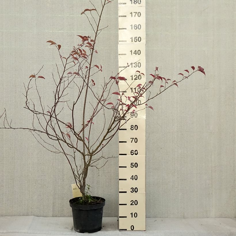 Amostra de Stachyurus chinensis Celina Vaso de 7,5 L/10 L tal como entregue no outono