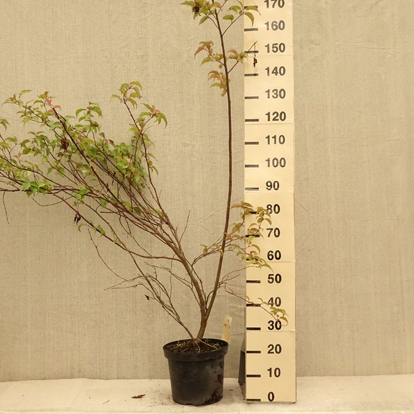Amostra de Stachyurus chinensis Celina Vaso de 7,5 L/10 L tal como entregue no verão
