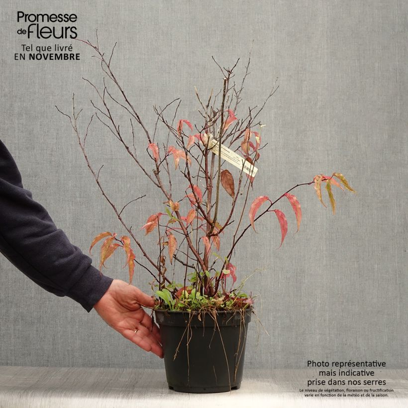Amostra de Stachyurus chinensis Joy Forever Vaso de 2 L/3 L tal como entregue no outono