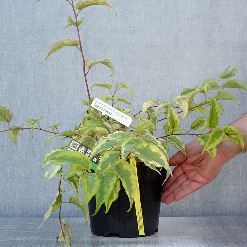 Amostra de Stachyurus chinensis Joy Forever Vaso de 2 L/3 L tal como entregue no verão