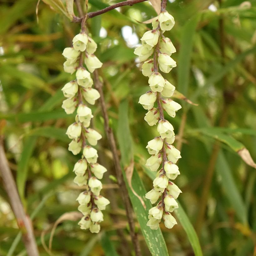 Stachyurus chinensis Joy Forever (Floração)