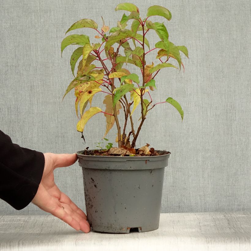 Amostra de Stachyurus praecox Vaso de 2 L/3 L tal como entregue no outono
