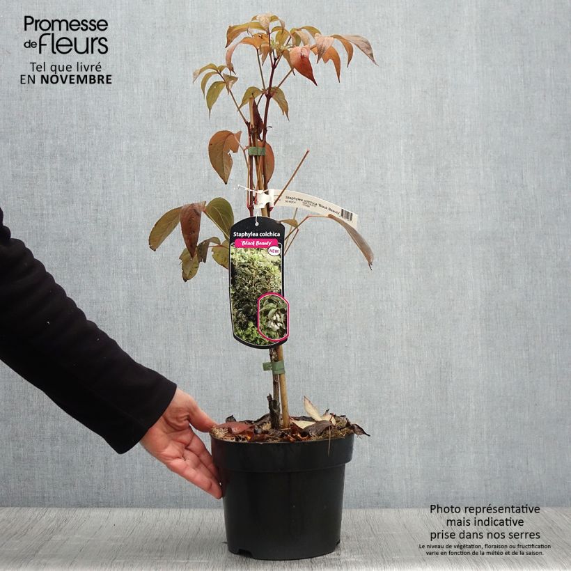 Amostra de Staphylea colchica Black Beauty Vaso de 4 L/5 L tal como entregue no outono