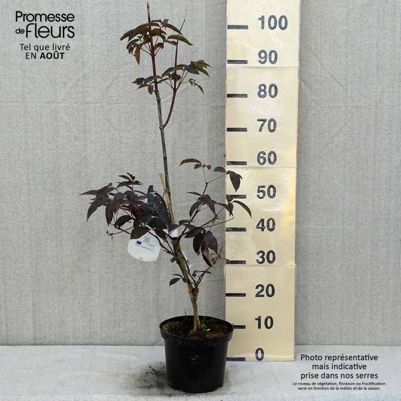 Amostra de Staphylea colchica Black Beauty Vaso de 4 L/5 L tal como entregue no verão