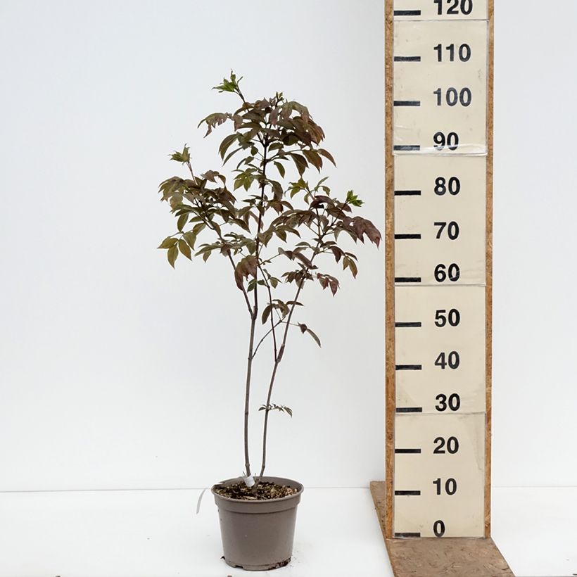 Amostra de Staphylea colchica Black Beauty Vaso de 4 L/5 L tal como entregue na primavera