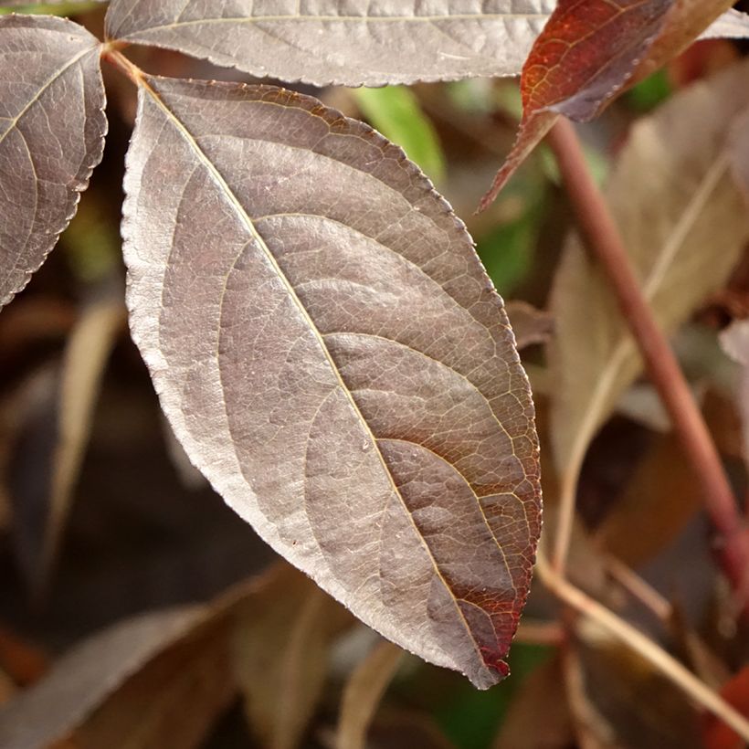 Staphylea colchica Black Beauty (Folhagem)