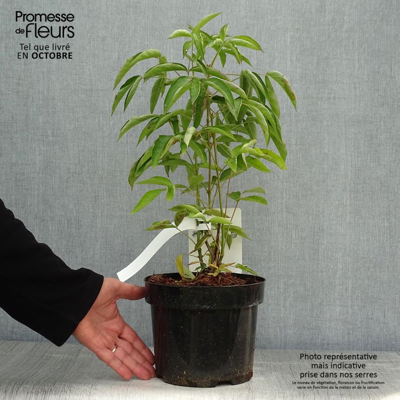 Amostra de Staphylea colchica Vaso de 3 L/4 L tal como entregue no outono