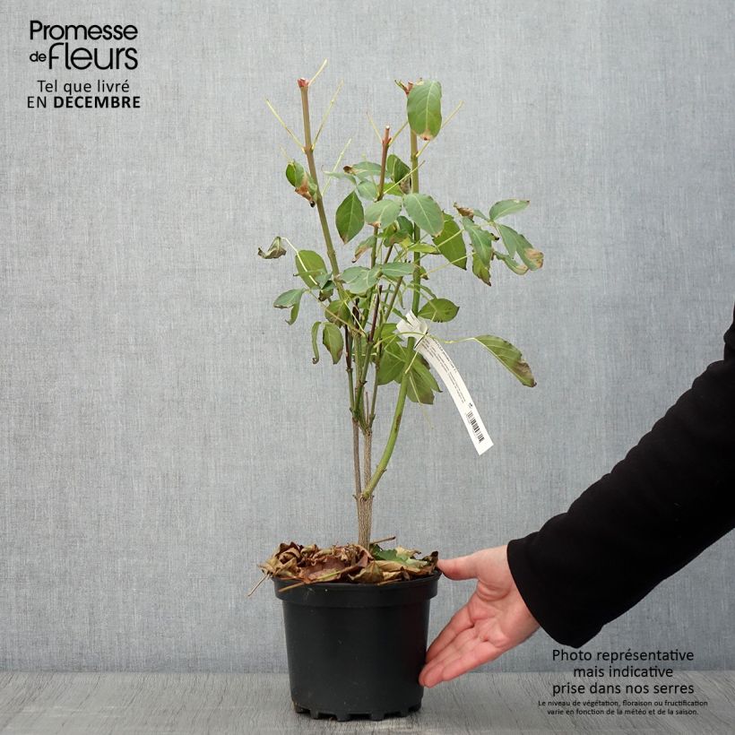 Amostra de Staphylea pinnata Vaso de 3 L/4 L tal como entregue no outono