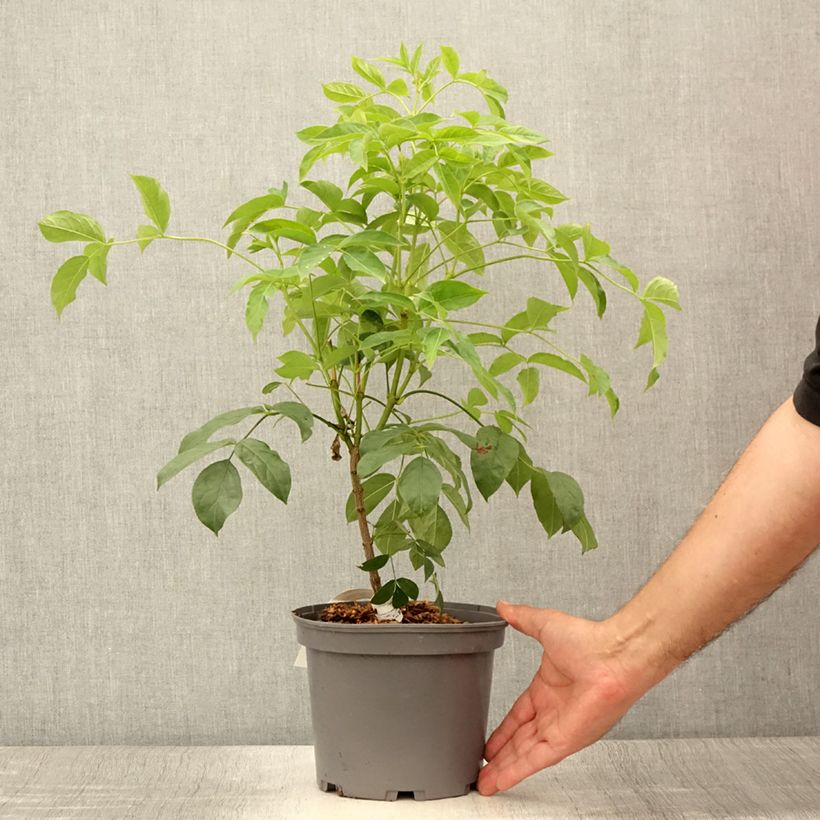 Amostra de Staphylea pinnata Vaso de 3 L/4 L tal como entregue no verão