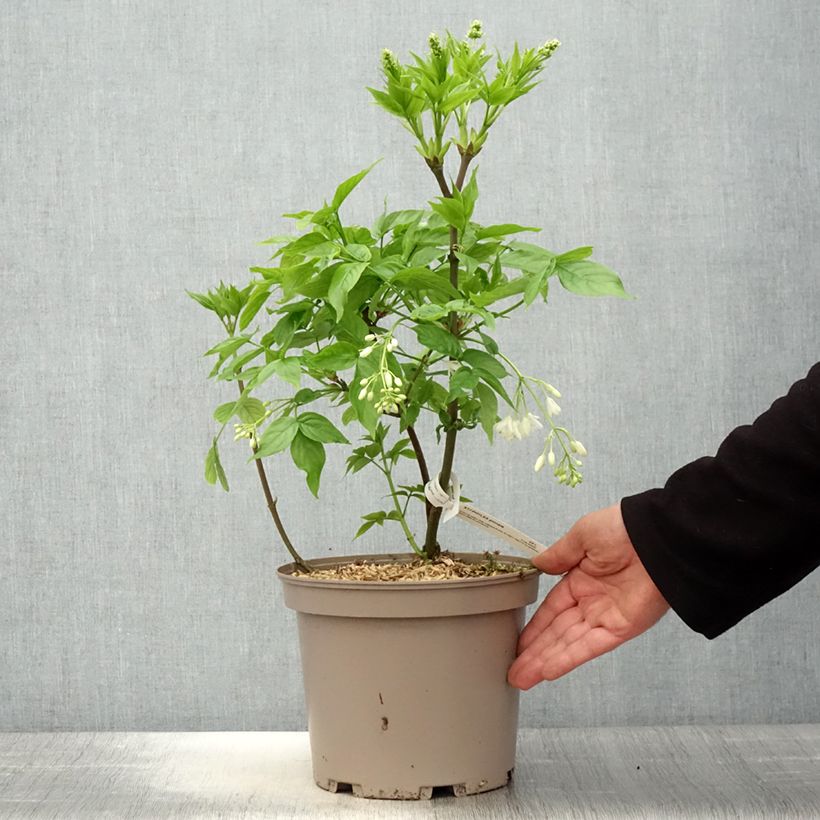 Amostra de Staphylea pinnata Vaso de 3 L/4 L tal como entregue na primavera