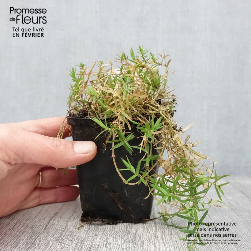 Amostra de Stellaria (Rabelera) holostea - Stellaire holostée Godet de 8/9 cm tal como entregue no inverno