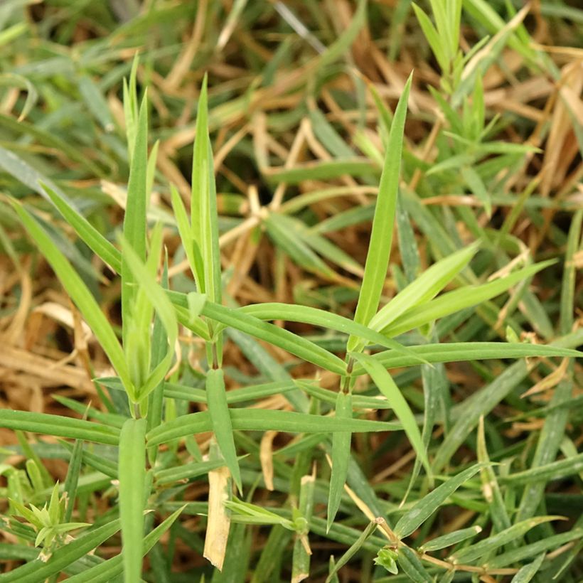 Stellaria holostea (Folhagem)