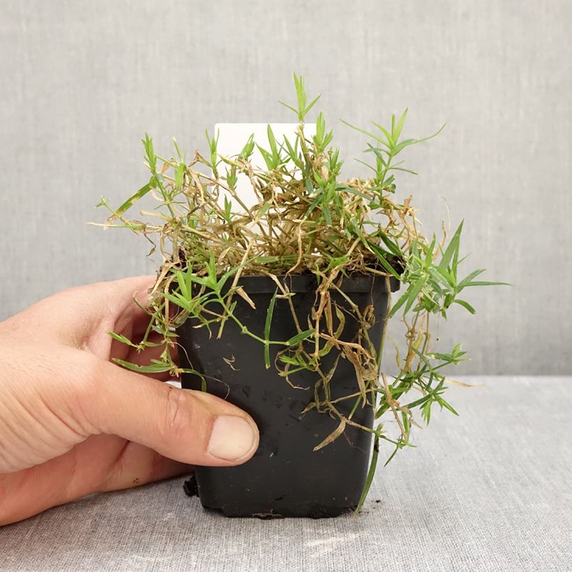 Amostra de Stellaria holostea Vaso de 8/9 cm tal como entregue no outono