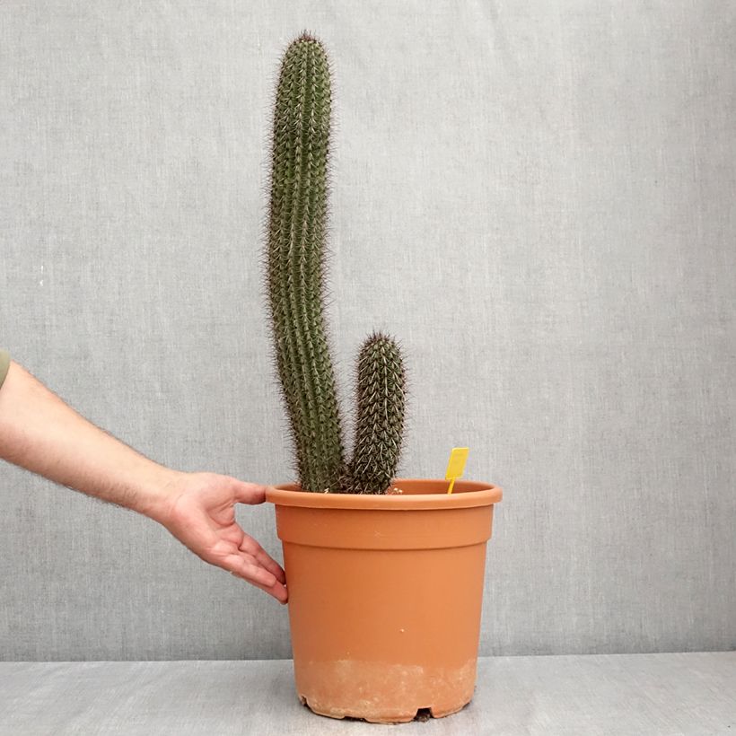Amostra de Stenocereus thurberi - Morso-diabólico Vaso de 7,5 L/10 L tal como entregue no verão