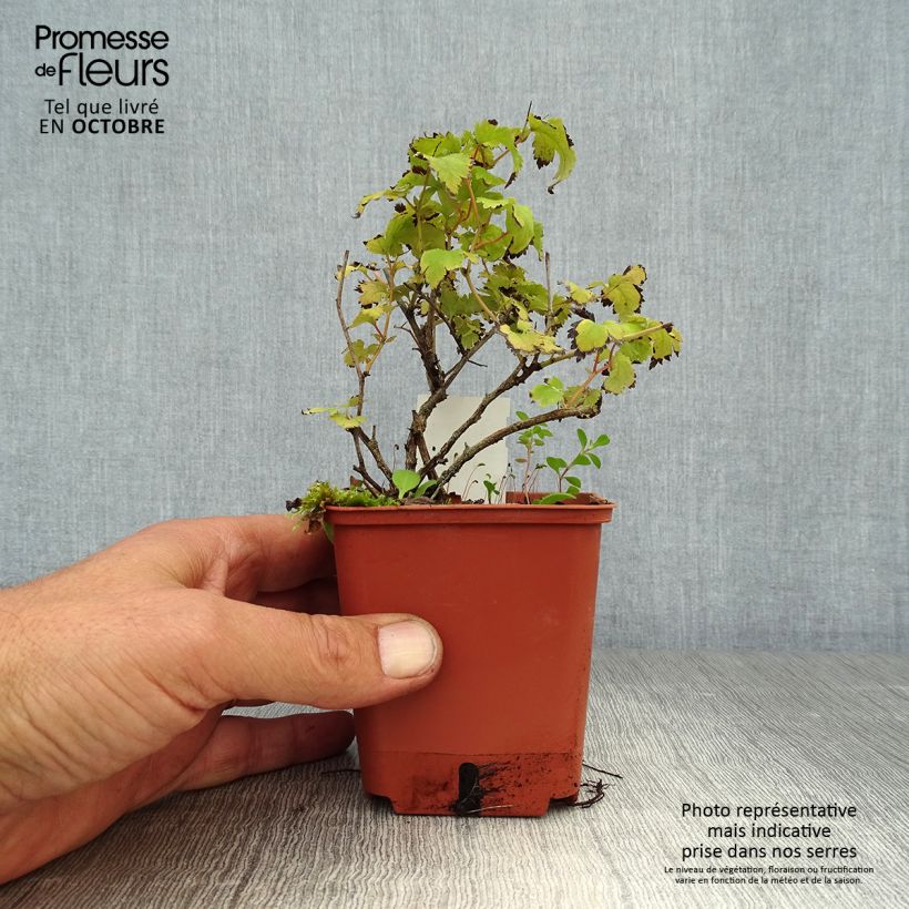 Amostra de Stephanandra incisa Crispa Vaso de 8/9 cm tal como entregue no outono