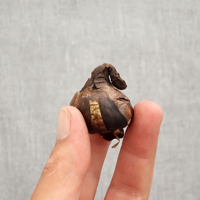 Amostra de Sternbergia lutea - Faux crocus d'automne - Bulbe Bulbo size 10+ tal como entregue no outono