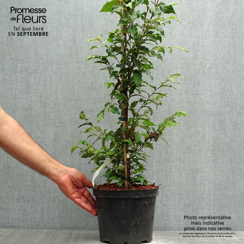 Amostra de Stewartia monadelpha Vaso de 4 L/5 L tal como entregue no outono