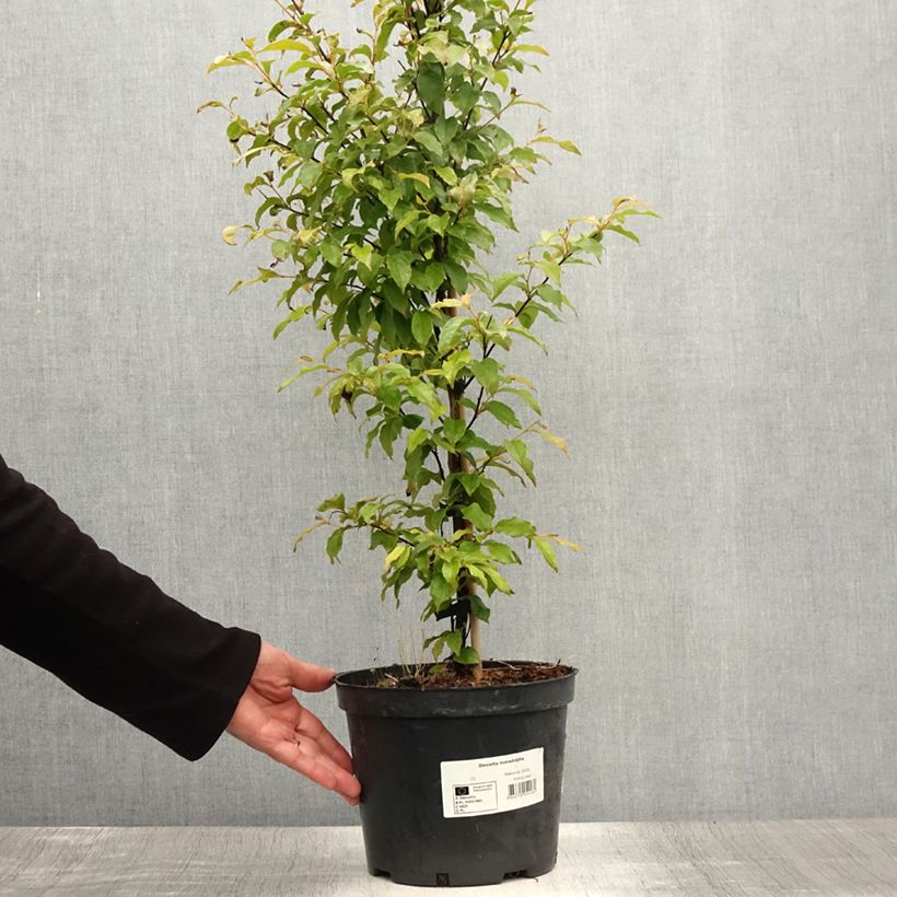 Amostra de Stewartia monadelpha Vaso de 4 L/5 L tal como entregue no verão