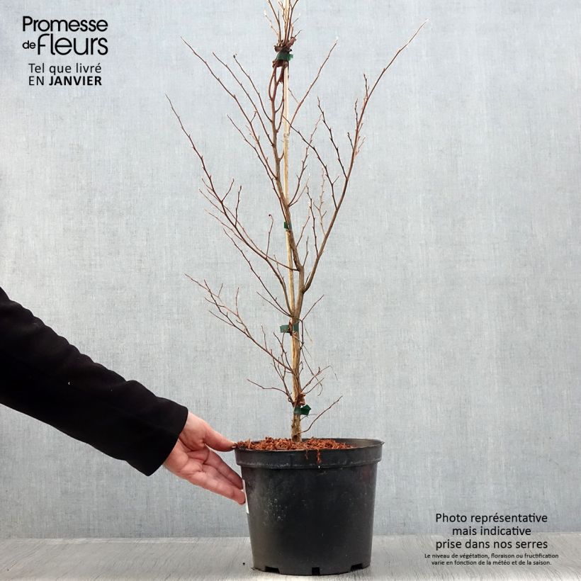 Amostra de Stewartia monadelpha  Vaso de 4 L/5 L tal como entregue no inverno