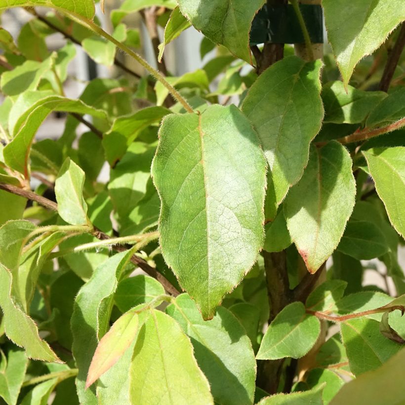 Stewartia monadelpha (Folhagem)