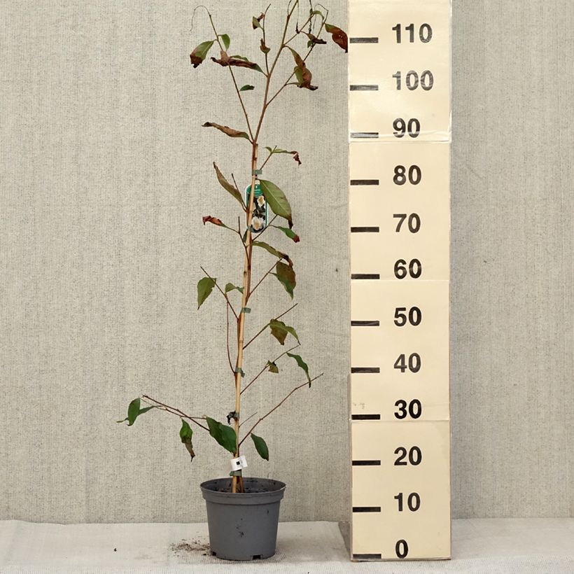 Amostra de Stewartia pseudocamellia Vaso de 3 L/4 L tal como entregue no outono