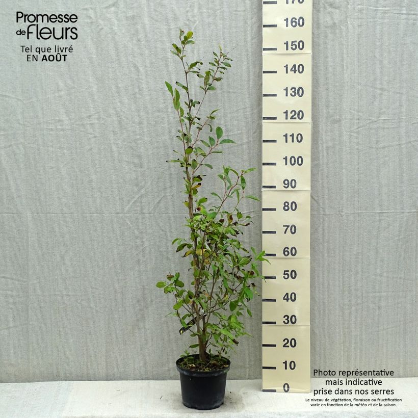 Amostra de Stewartia pseudocamellia Vaso de 3 L/4 L tal como entregue no verão